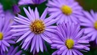 hvězdice pixa aster-9922917 1280
